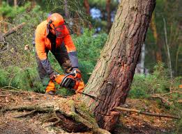 Trusted Reedley, CA Tree Removal and Landscaping Services Experts